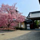 ホテル周辺を観光
京都「長徳寺」 / 2