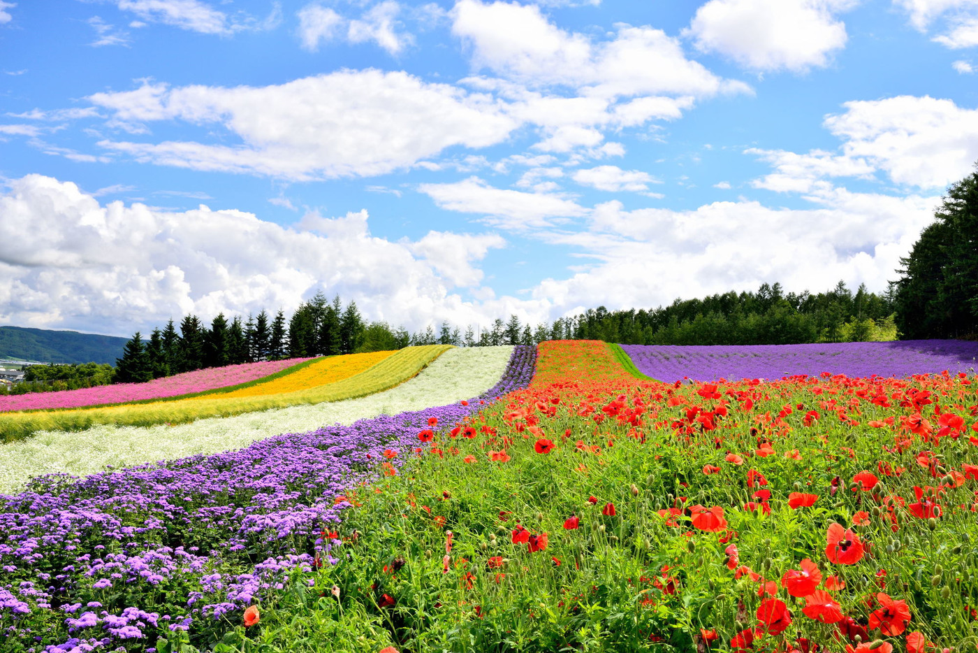 夏のファーム富田