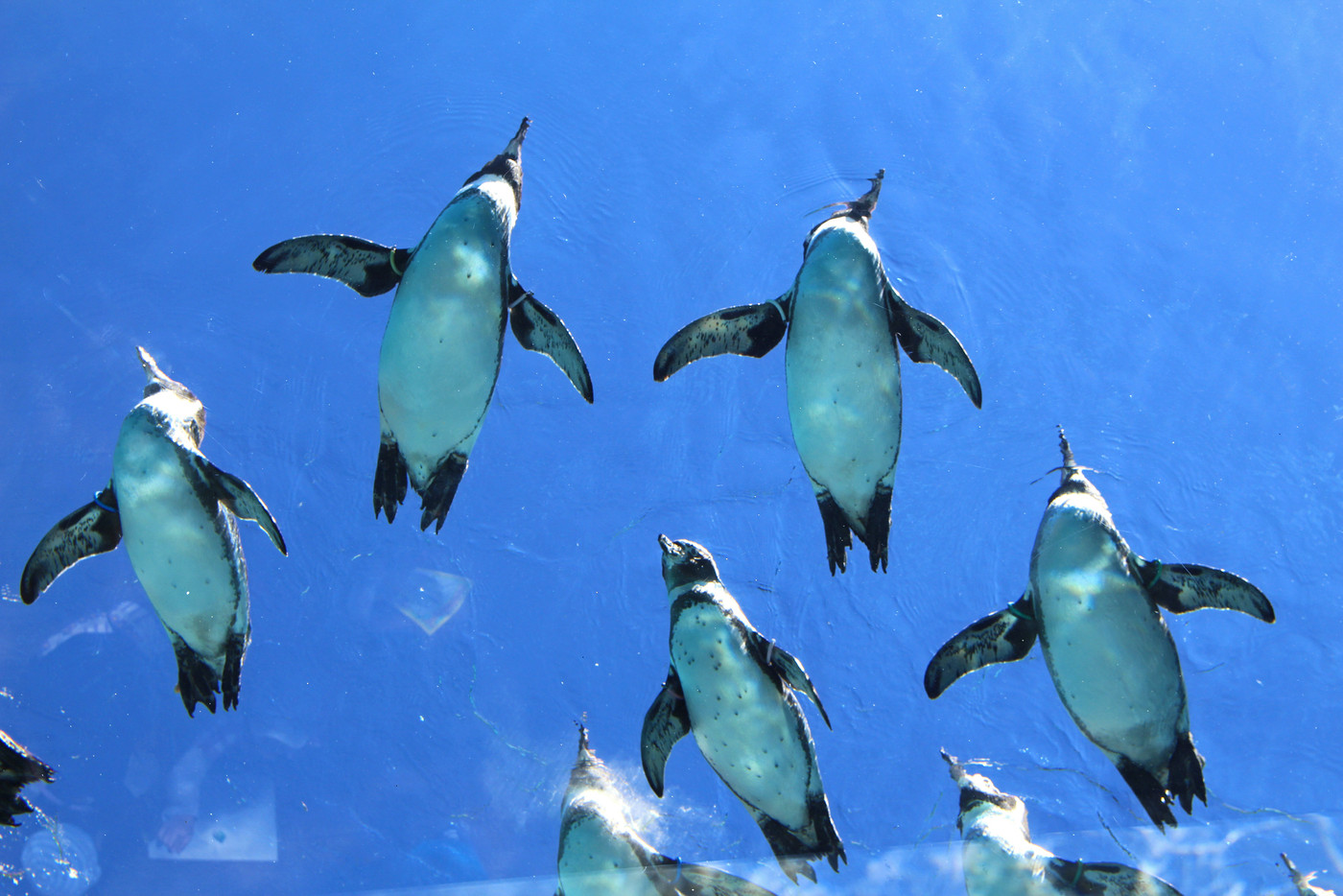 空飛ぶペンギン