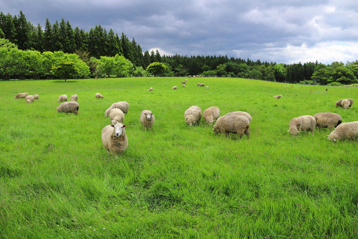 岩手県の小岩井農場