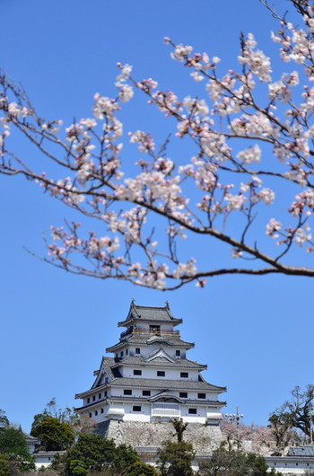満開の桜が海に映える！見ごろは3月下旬～4月上旬22086