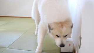 あさぎり2F, ファミリースイート バルコニー付