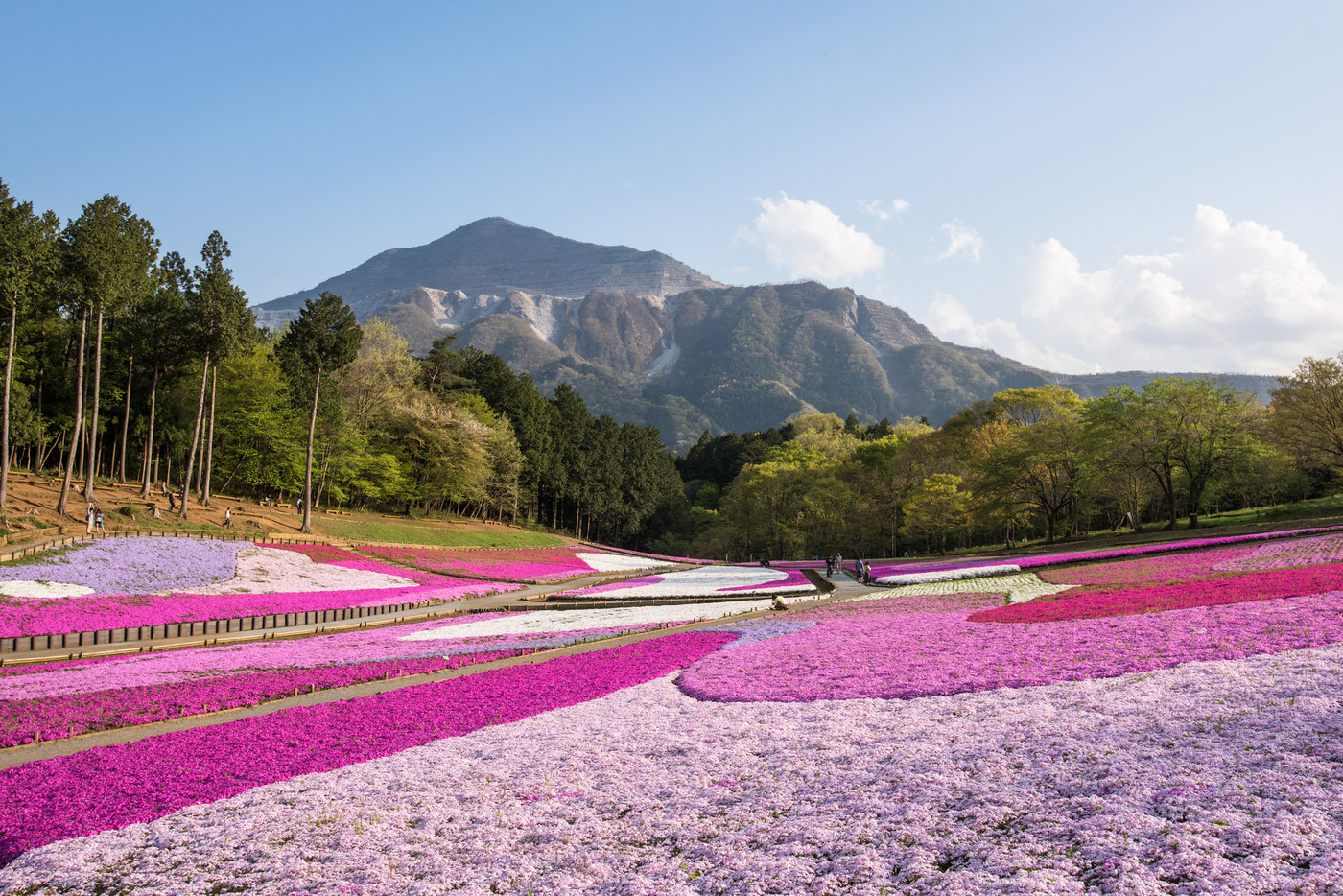 羊山公園　芝桜の丘