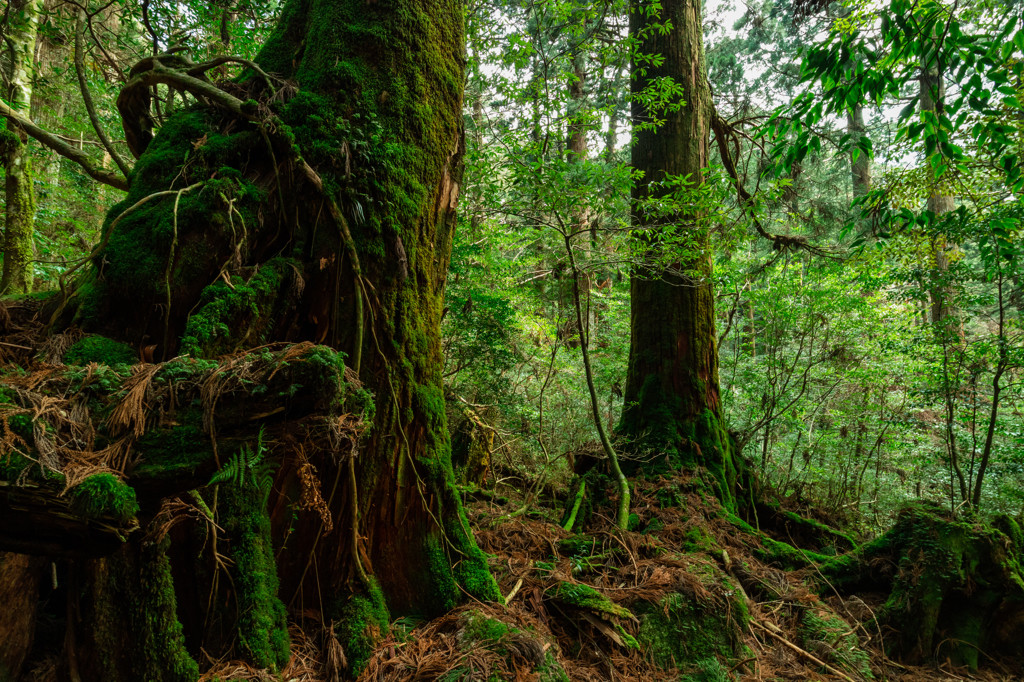 意外と平気⁉屋久島で一人旅デビュー♪4082947