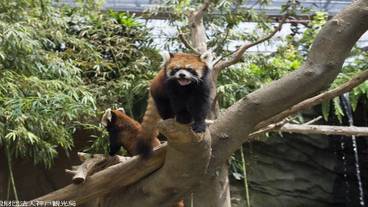 シティ ビュー / 25