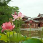 夏の京都観光におすすめ。蓮と睡蓮の花を愛でてみませんか？人気の名所11選