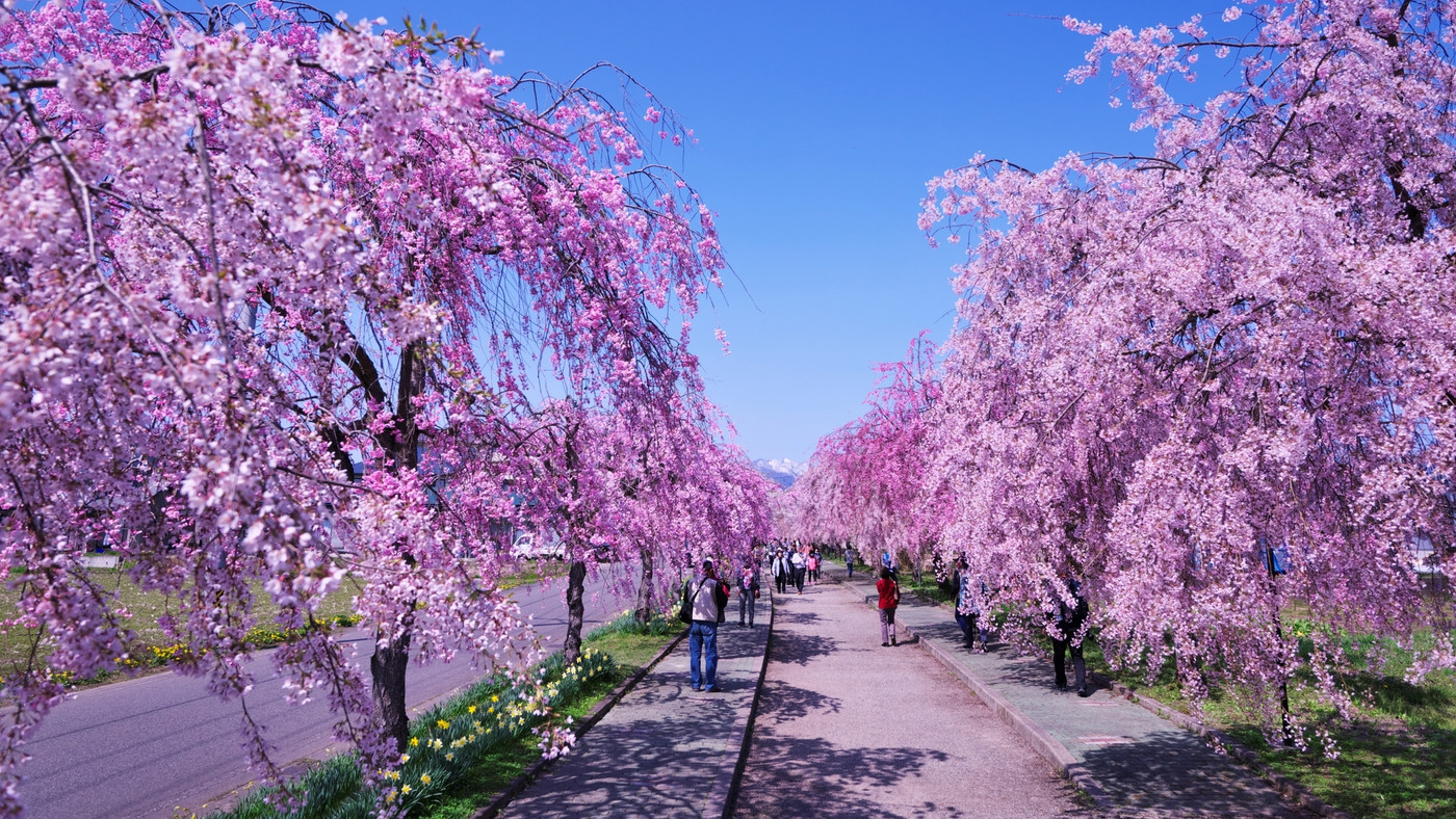 桜並木道、ひまわり畑、大イチョウなど四季折々の景色も魅力3026010