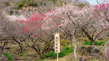 幕山公園 湯河原梅林 / 1