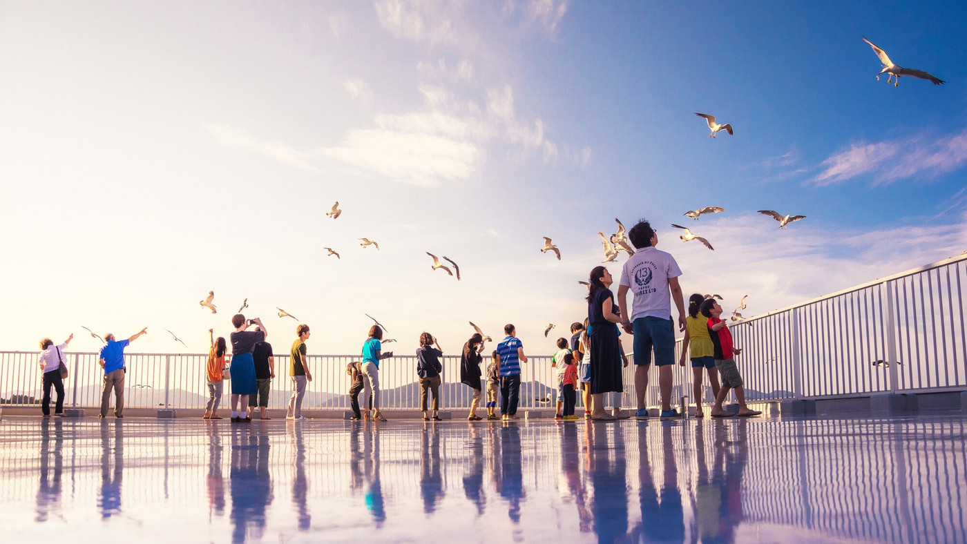 オーシャンビューのお部屋にウミネコが訪れる？4375727