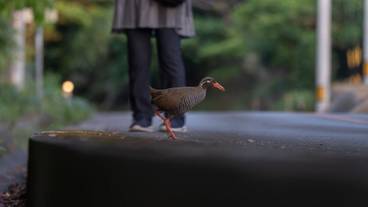客室 / 9