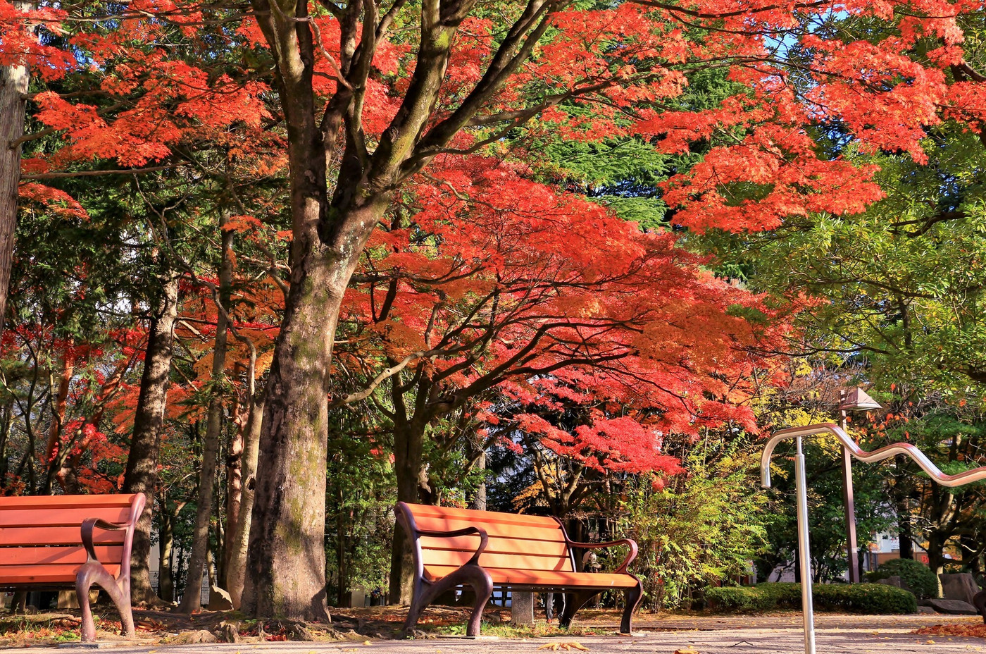 公園の紅葉