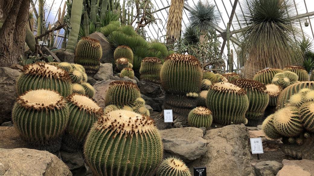 癒し度抜群の
「伊豆シャボテン動物公園」
 / 1