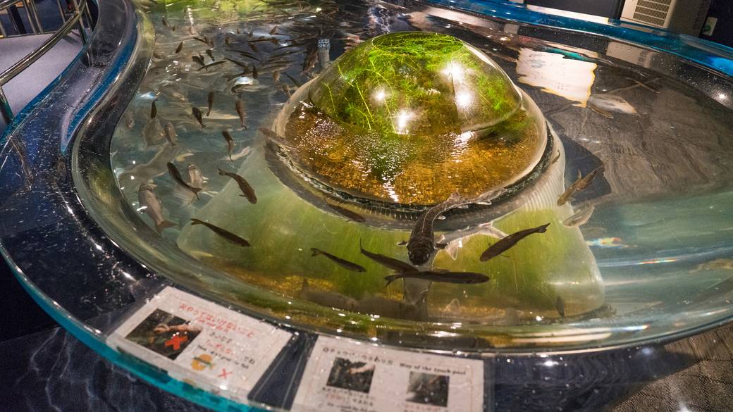 千歳水族館  体験ゾーン / 3