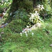 コテージ 屋久杉の家（屋久島）（鹿児島県 コテージ・ロッジ・一棟貸） / 5