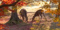 奈良女子旅の拠点に♪「奈良公園」周辺のおすすめホテル6選