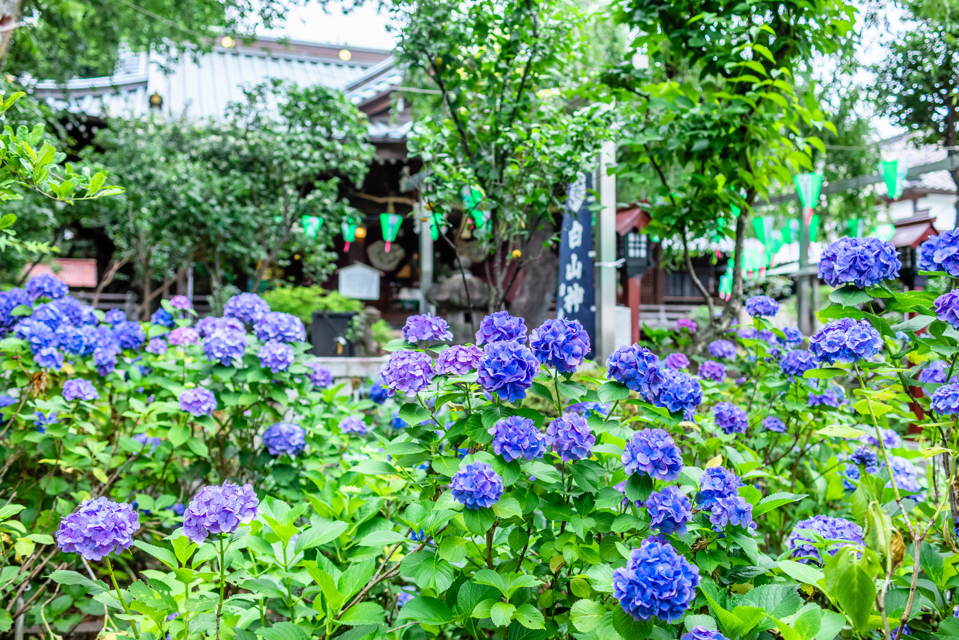 東京 白山神社の紫陽花