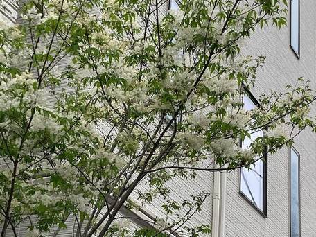 Asakusa HomeSuites Tokyo / 1