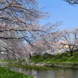 岐阜県内で桜を見よう！地元民おすすめの名所13選