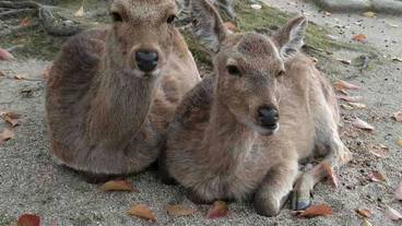 観光スポット / 38