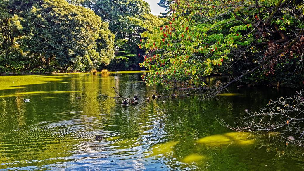 新宿御苑・池① / 3