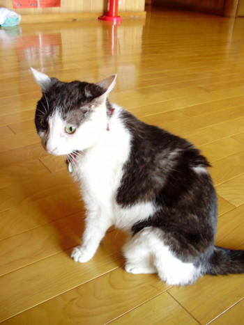 にゃん♪とも嬉しい温泉宿3439660