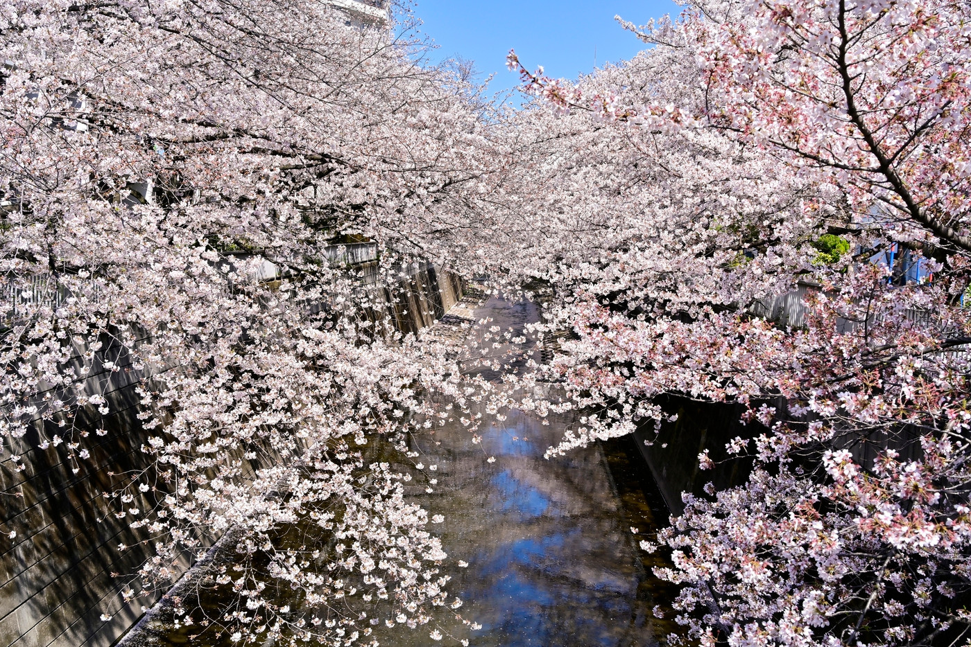 神田川と河畔の桜