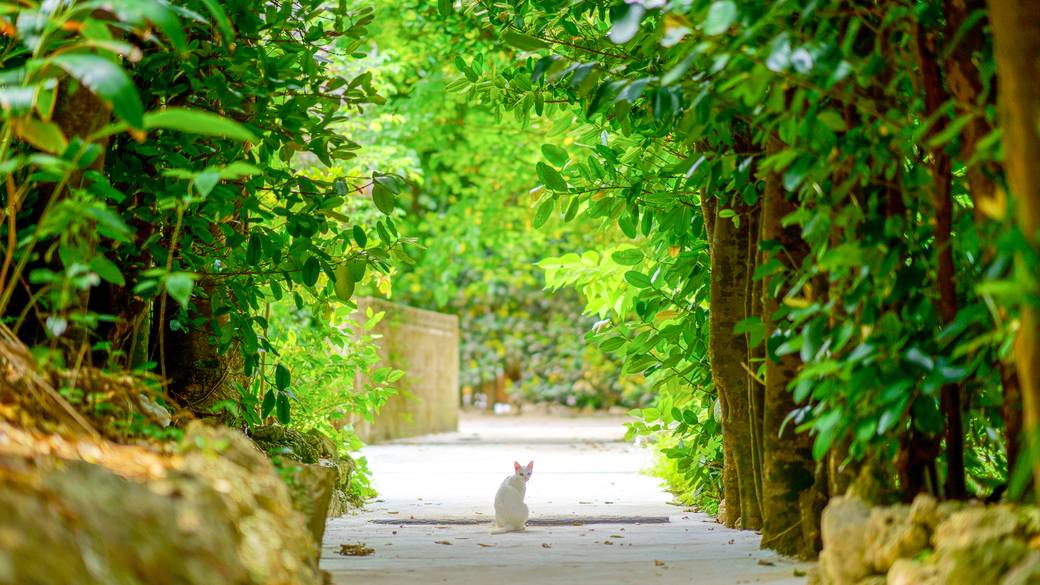 備瀬のフクギ並木 / 2