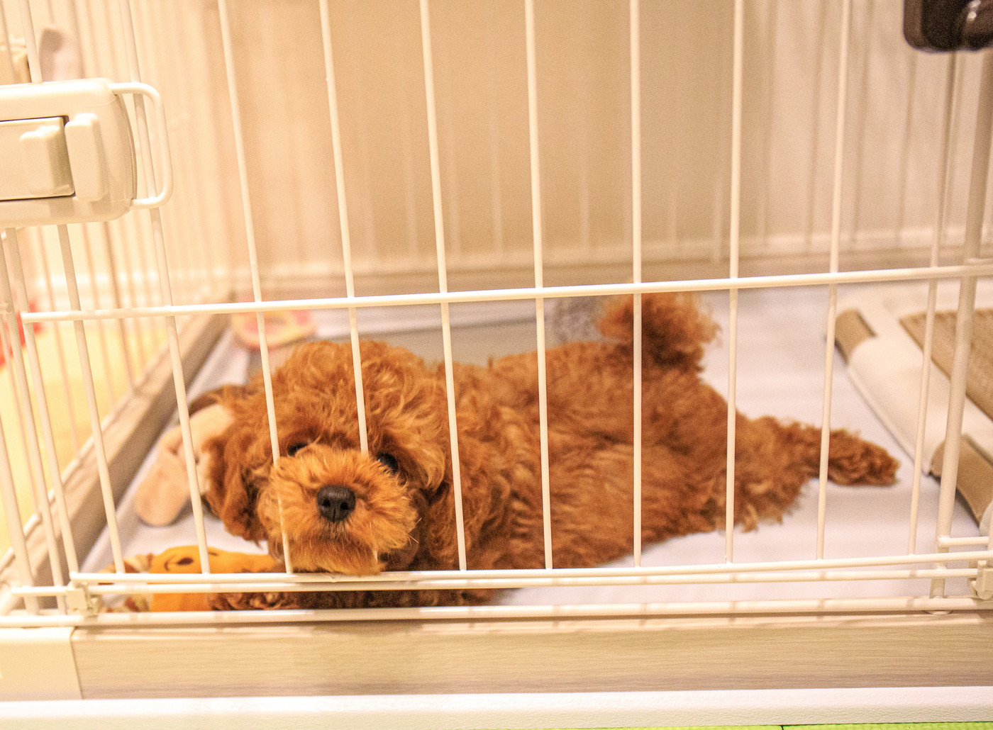 遊んで欲しいトイプードルの仔犬