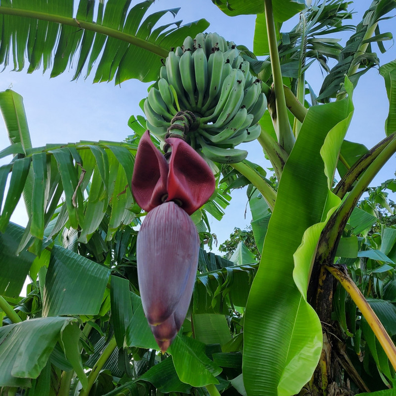 敷地内には様々な花やフルーツが見られます