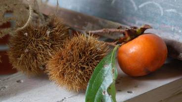 テラス / パティオ / 16