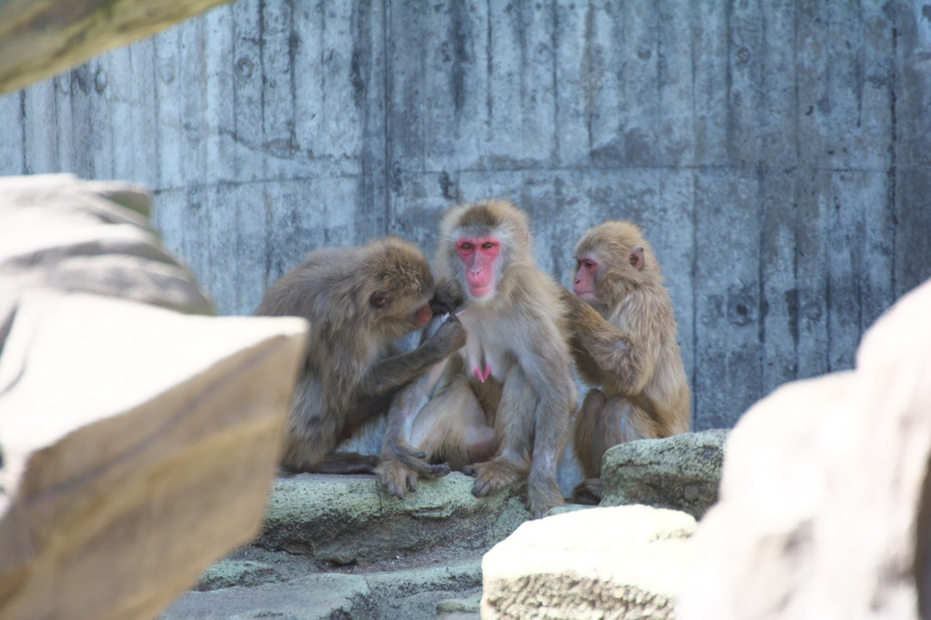 約2500本もの桜が咲き誇る長岡市民の憩いの公園で、まったりお花見4081799
