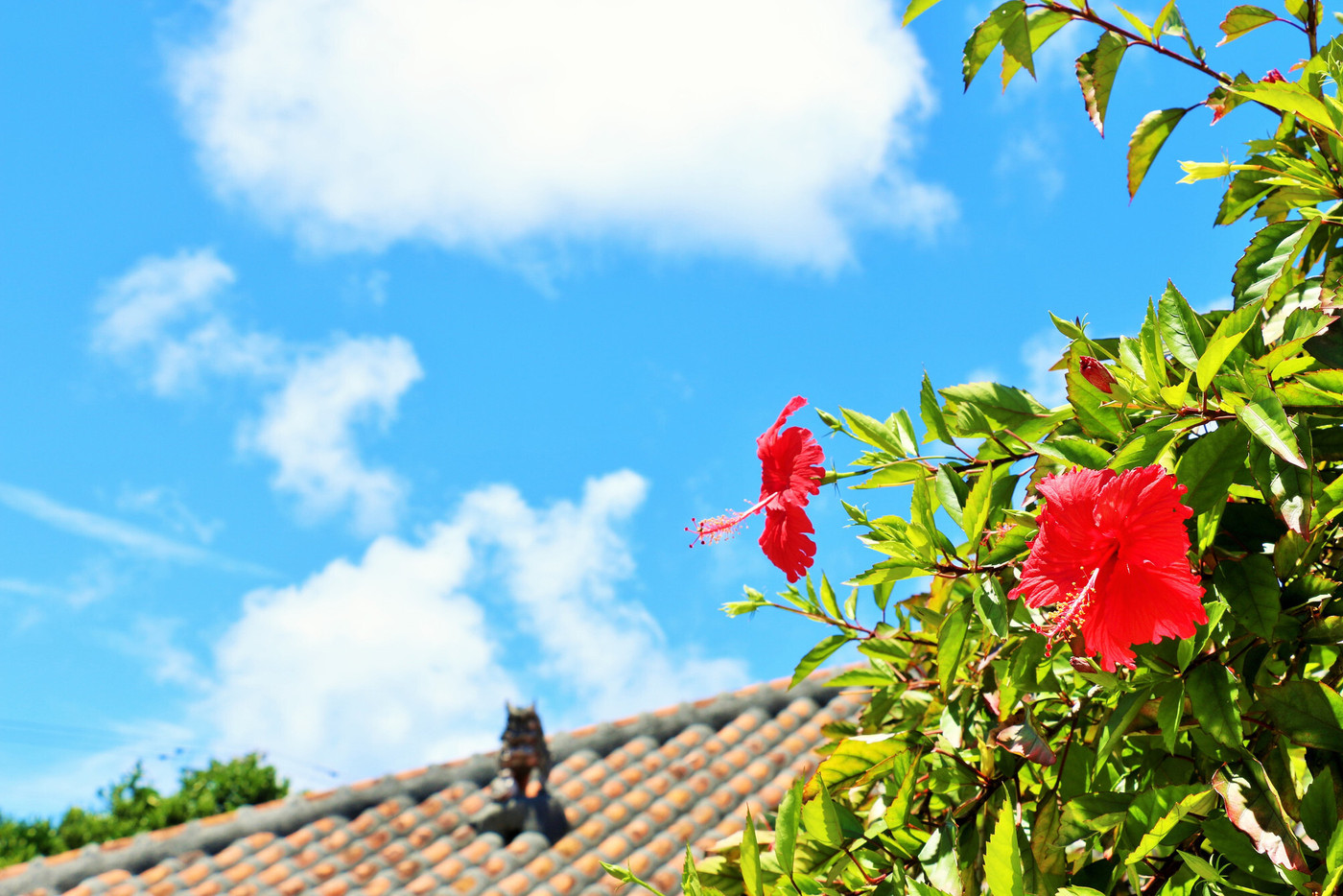 竹富島で何もしない贅沢な時を過ごしませんか♪3431562