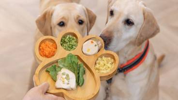 ペット同伴可 / 12