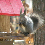 癒しの動物に出会えるホテル＆旅館6選♪珍しい動物もいるかも？【全国】