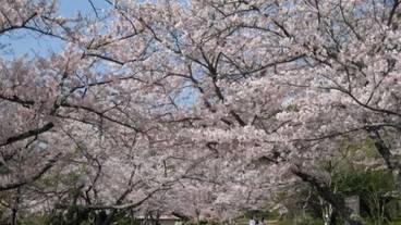 観光スポット / 11