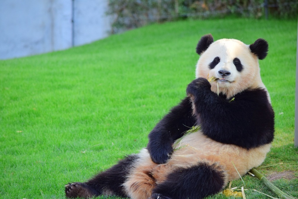 パンダと白い砂浜が待つ和歌山編4263501