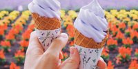 夏の富良野で行くべきおすすめ観光スポット12選｜ラベンダー、絶景、スイーツ♪／北海道