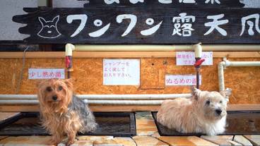 ペット同伴可 / 23