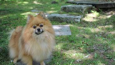 テラス / パティオ / 7