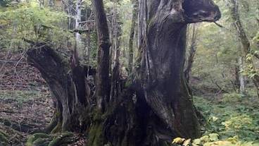 観光スポット / 12