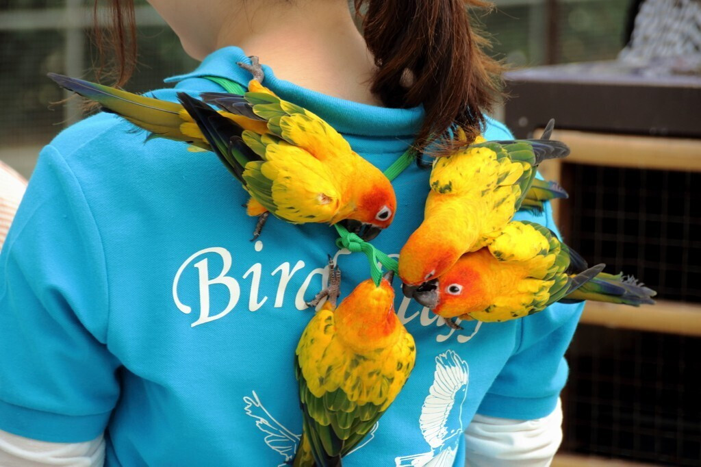 こんなに触れるの 鳥好きの楽園 掛川花鳥園 で見て ふれて 癒される女子旅 Icotto イコット