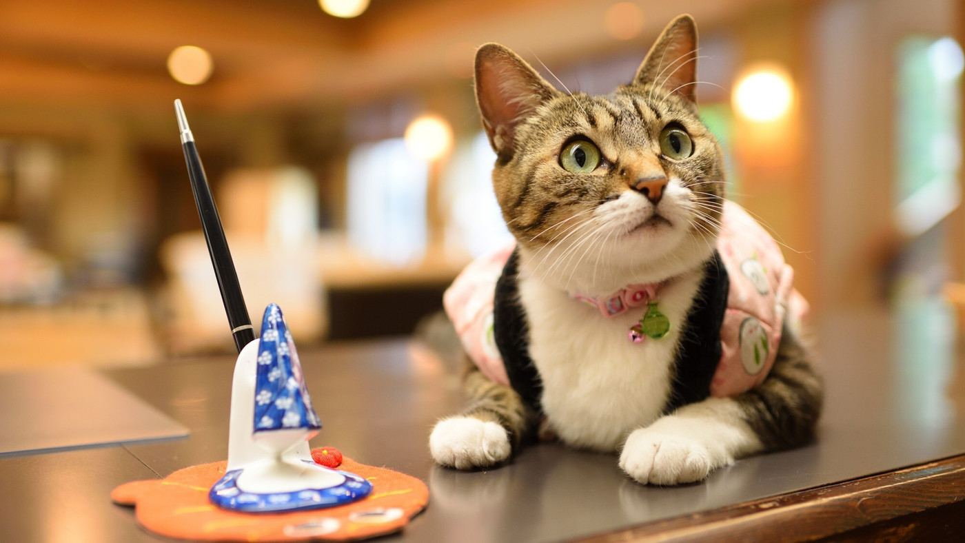 看板ネコがお出迎え♪数寄屋造りの別館「光陰」で贅沢おこもり3457138