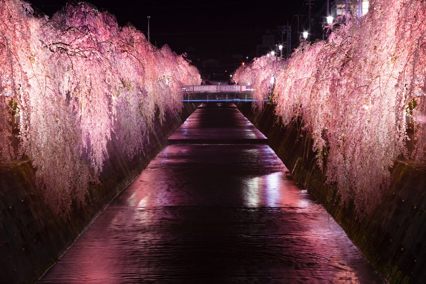 天童市　倉津川しだれ桜ライトアップ