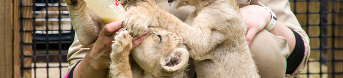 「富士サファリパーク」を遊び尽くすならここ！おすすめのホテル7選／静岡