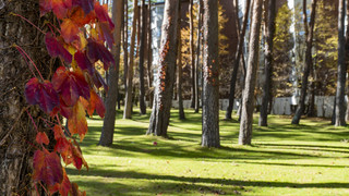 ファミリールーム禁煙 ペット不可