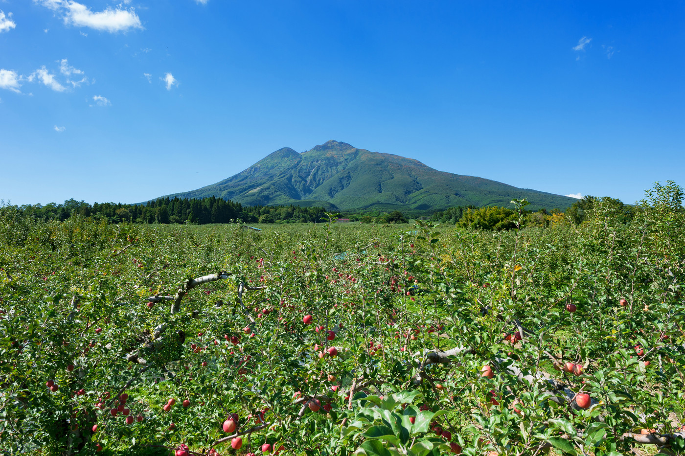 岩木山と津軽のりんご