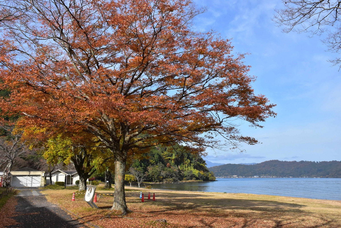 琵琶湖湖畔のケヤキ紅葉