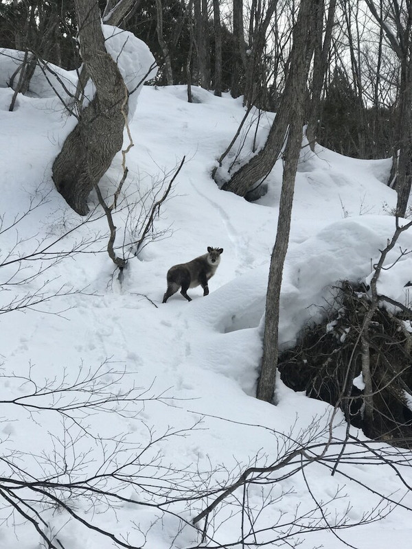 スノー スポーツとスキー