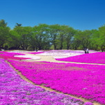 色とりどりの花が素敵！群馬「東武トレジャーガーデン」へ行こう