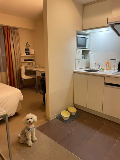 ペットと一緒に宿泊すると、ワンちゃん用のフードボウルやマットなどアメニティもあり / 2